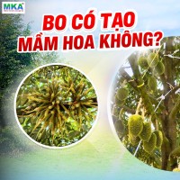 bo-co-tao-mam-hoa-khong