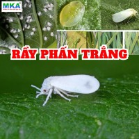 ray-phan-trang