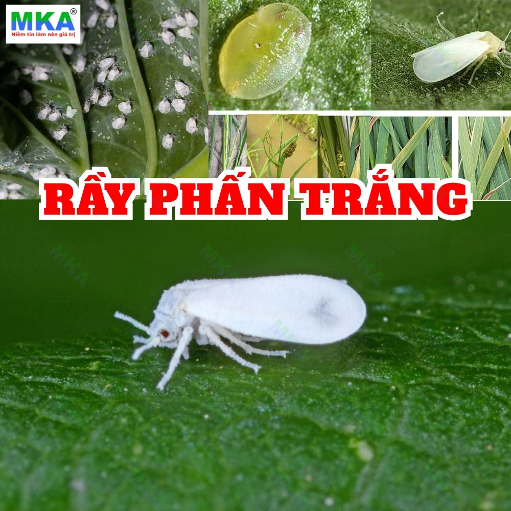 ray-phan-trang