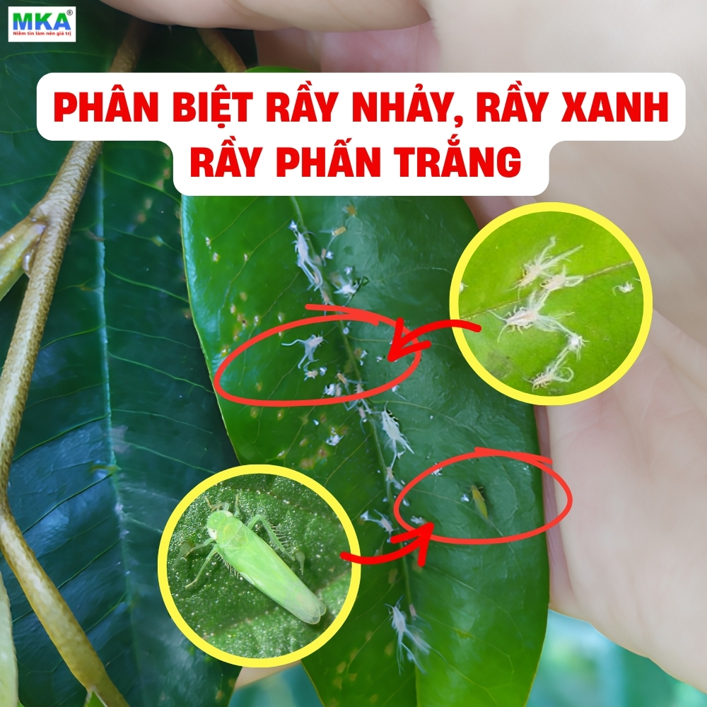 phan-biet-ray-nhay-ray-xanh-ray-phan-trang