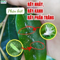 phan-biet-ray-nhay-ray-xanh-ray-phan-trang