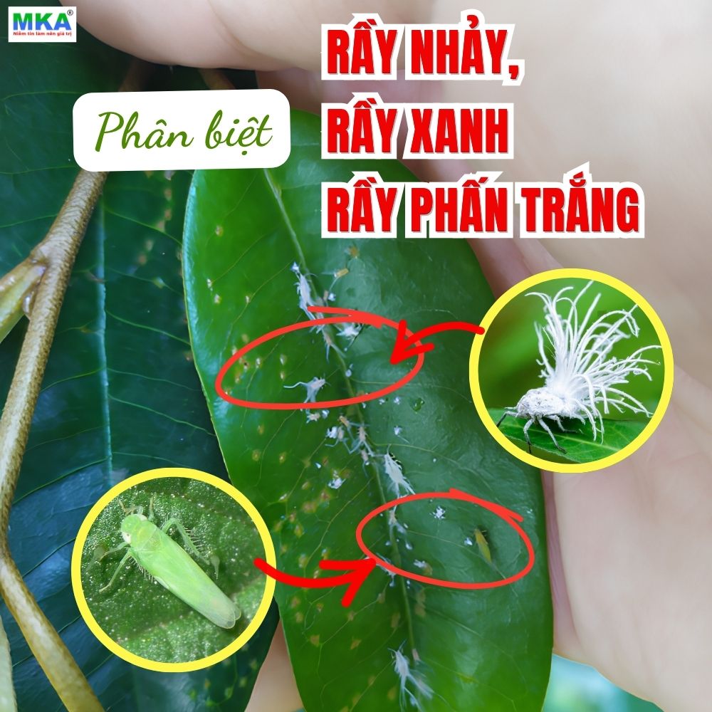 phan-biet-ray-nhay-ray-xanh-ray-phan-trang