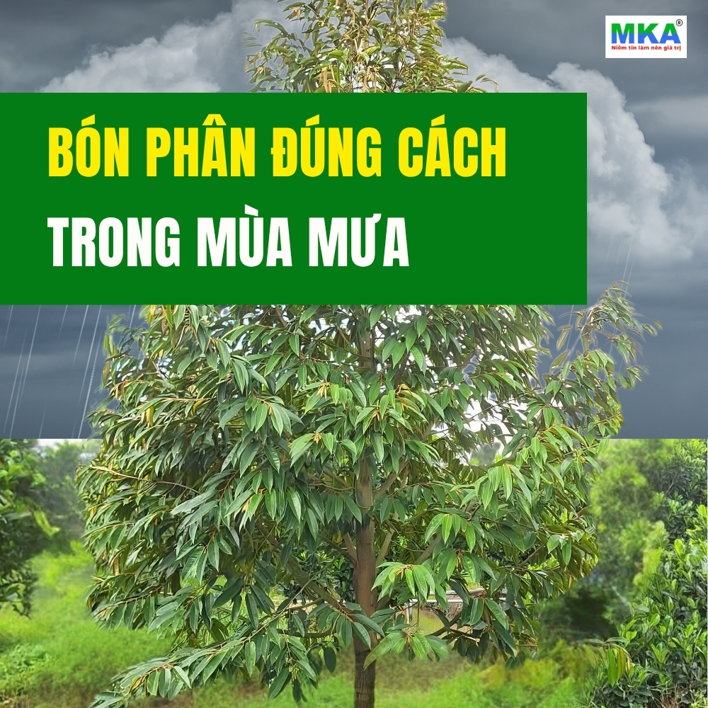 Cách bón phân mùa mưa