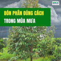 Cách bón phân mùa mưa