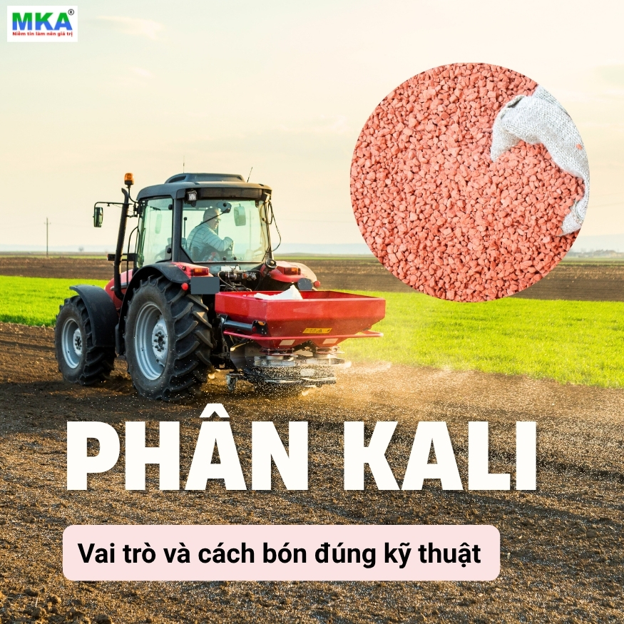 phân kali là gì và vai trò của kali đối với cây trồng