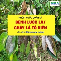 Bệnh luộc lá sầu riêng, cháy lá do nấm Rhizoctonia solani