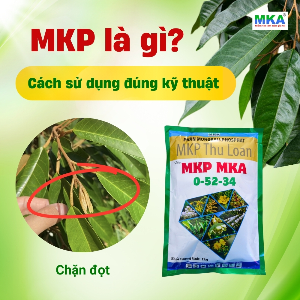 Phân MKP 0-52-34 là gì