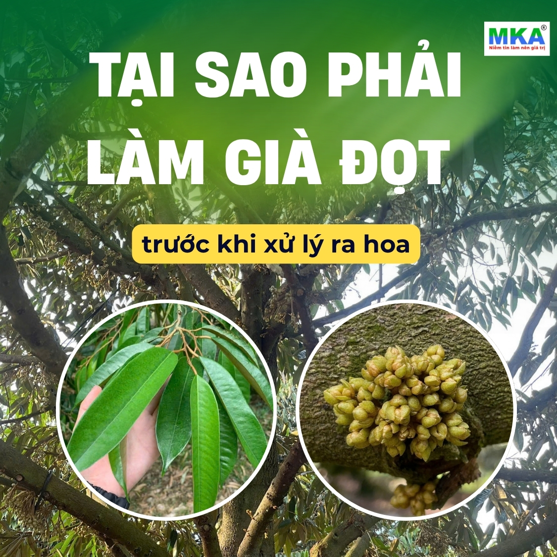 Tại sao phải làm già đọt trước khi xử lý ra hoa