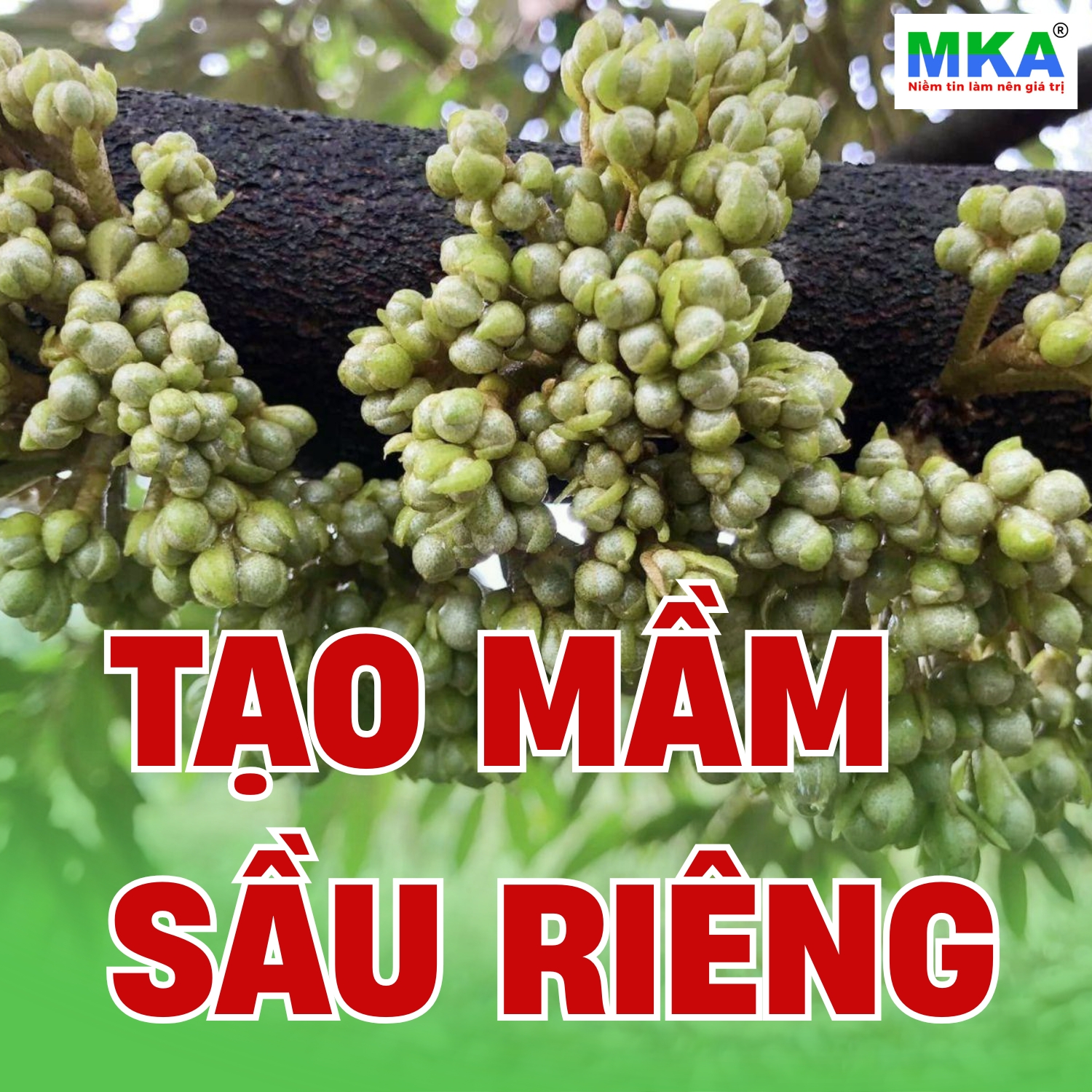 MKP 0-52-34 và NPK 10-60-10 tạo mầm sầu riêng