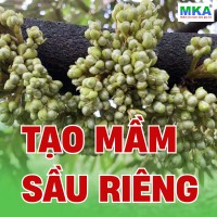 MKP 0-52-34 và NPK 10-60-10 tạo mầm sầu riêng