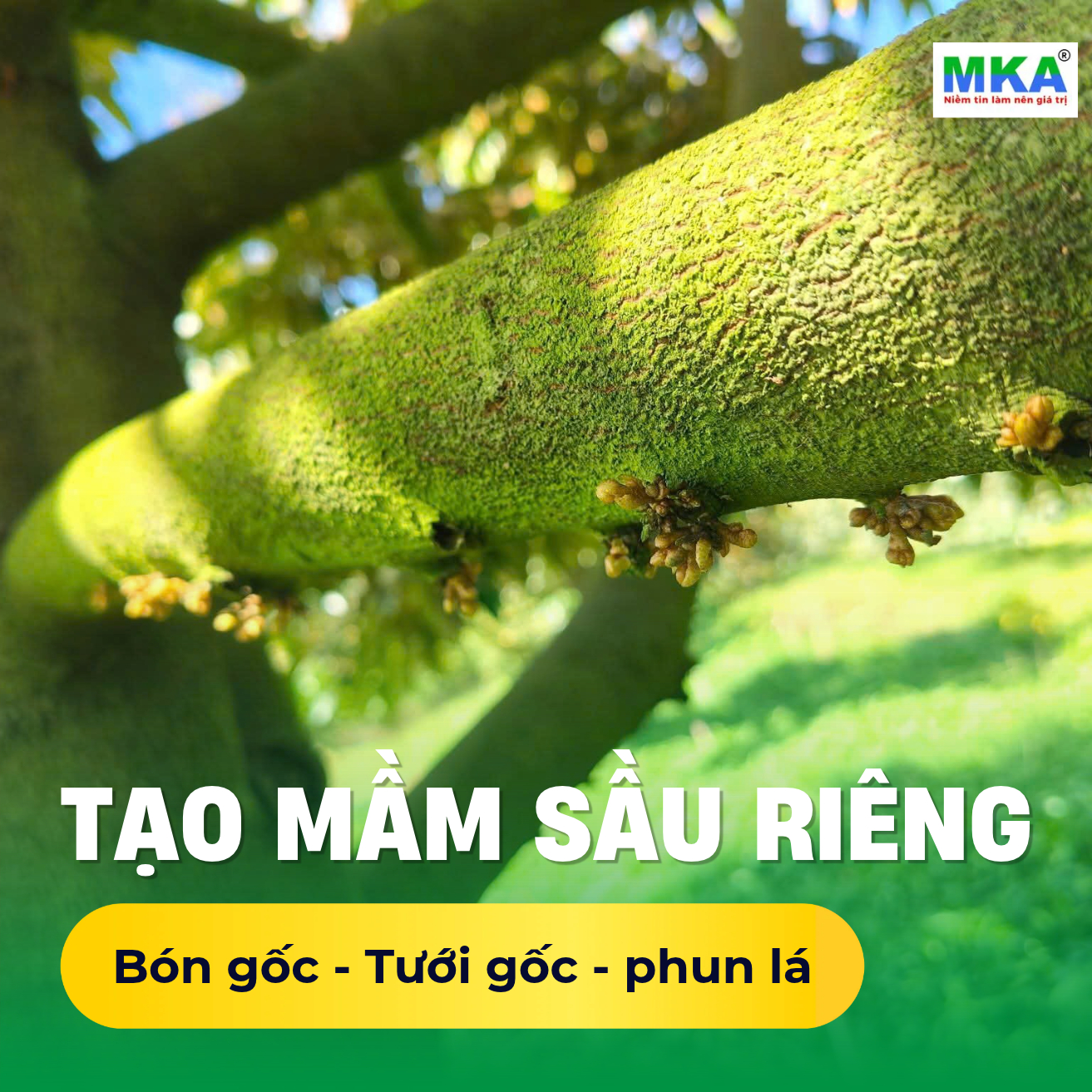 Kỹ thuật tạo mầm sầu riêng