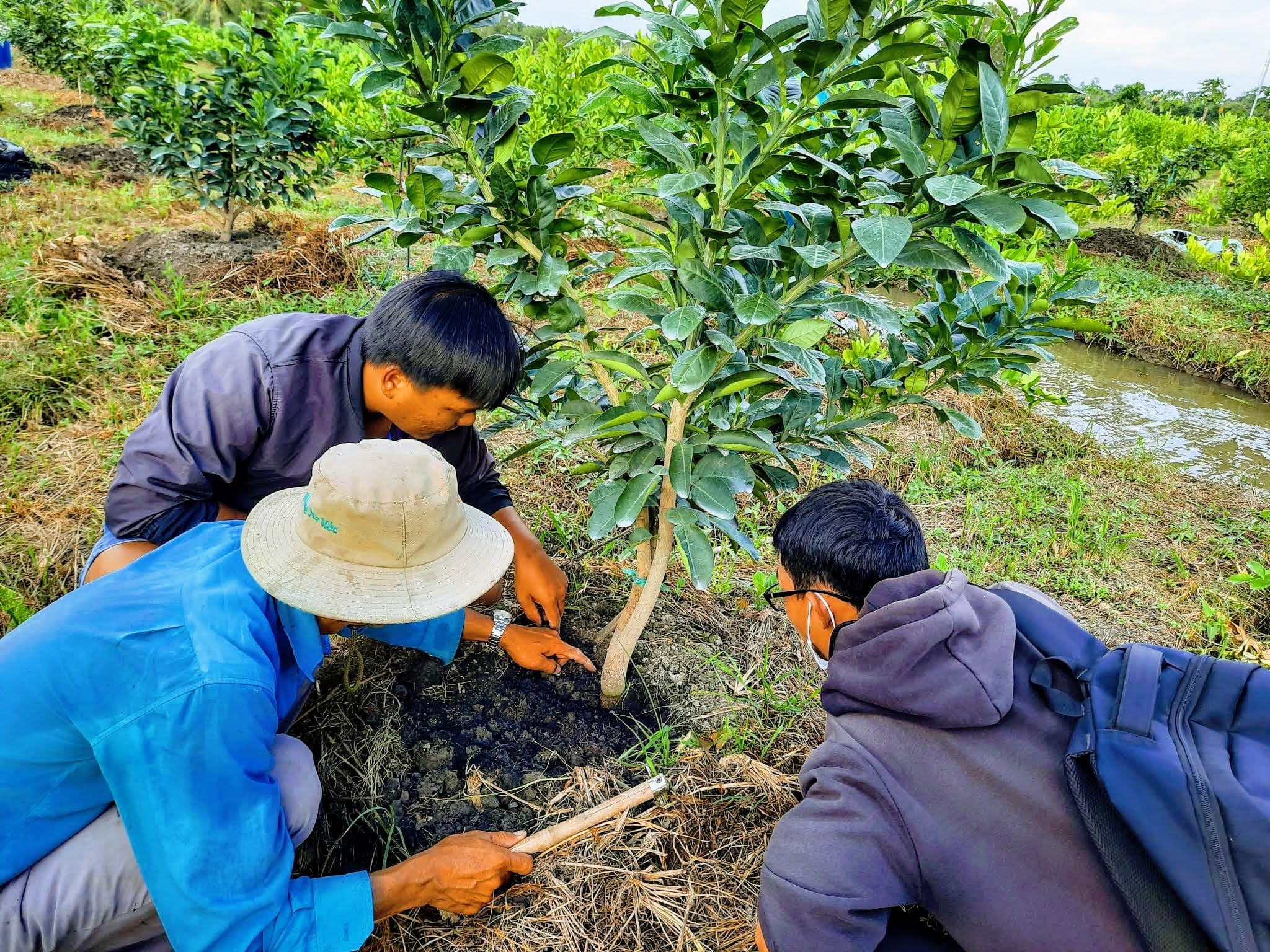 chăm sóc cây con mới trồng