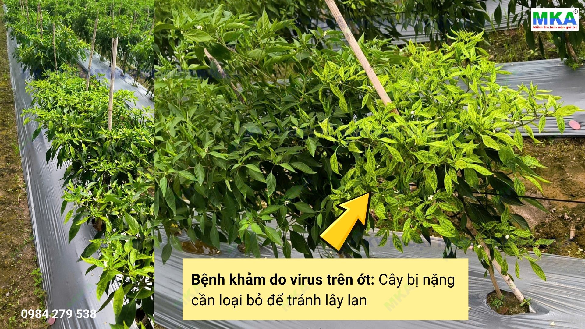 Biểu hiện bệnh khảm do virus trên ớt