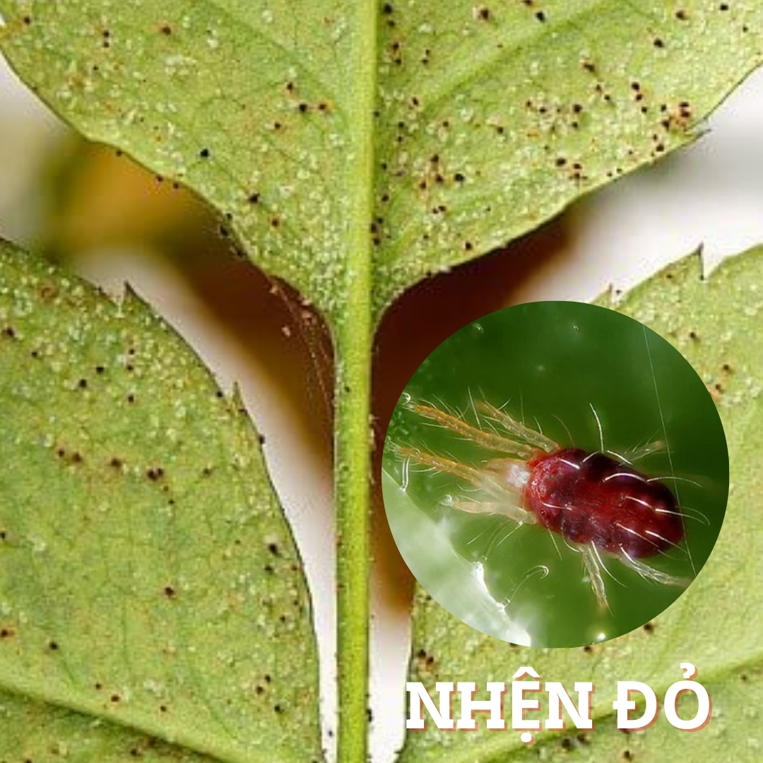 Top 3] Thuốc đặc trị Nhện Đỏ hiệu quả