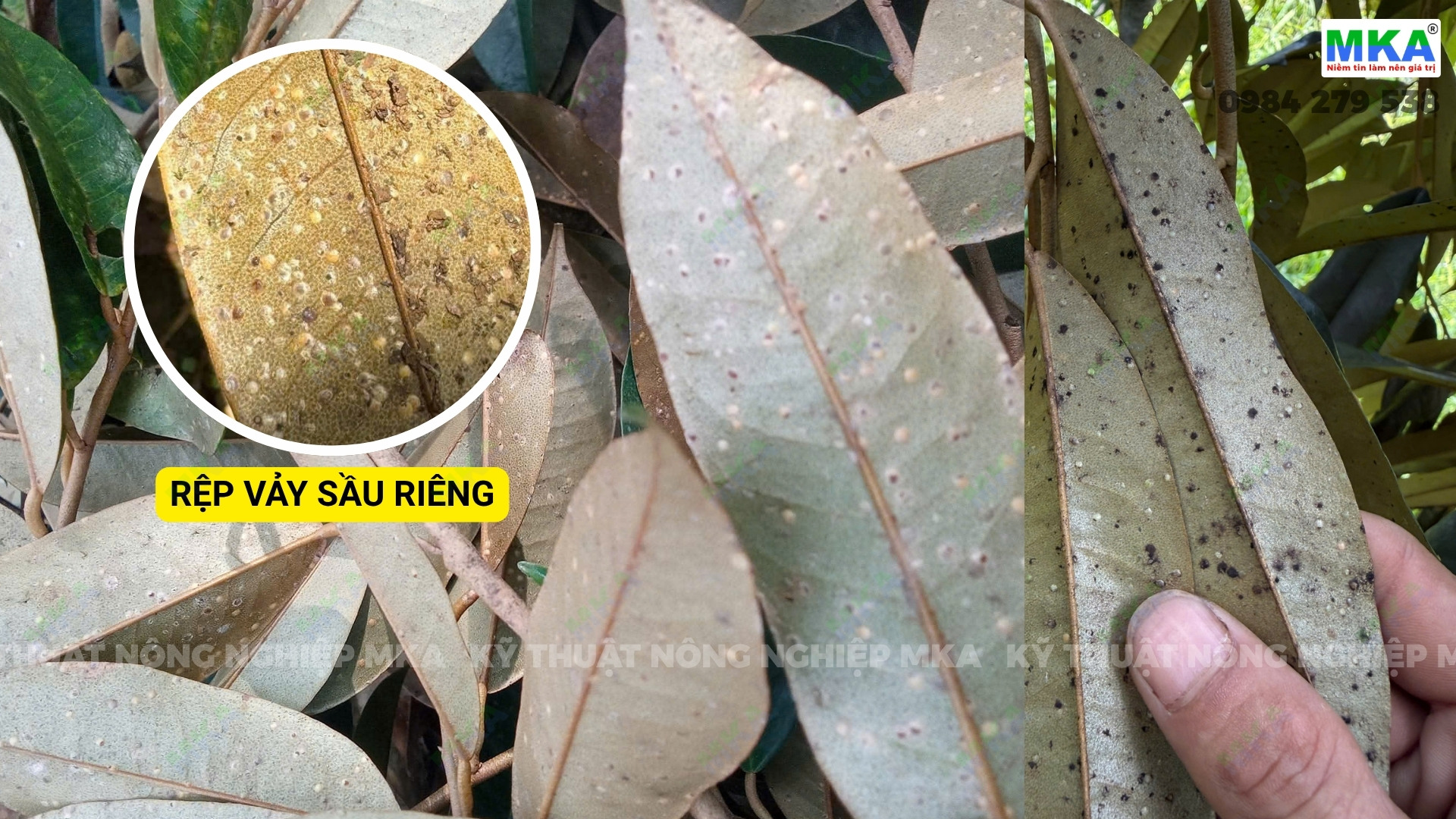 Nhận biết rệp vảy gây hại trên sầu riêng