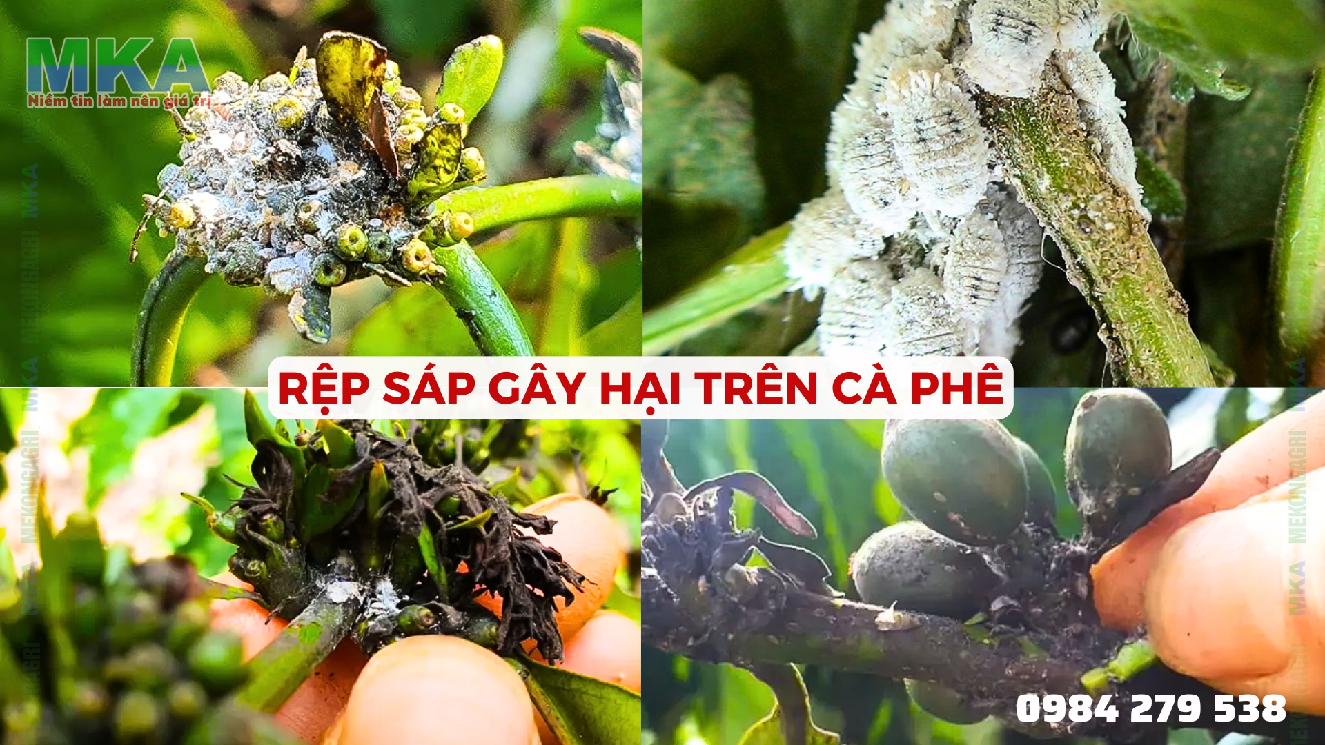 Quy trình MKA quản lý rệp sáp gây hại trên cà phê