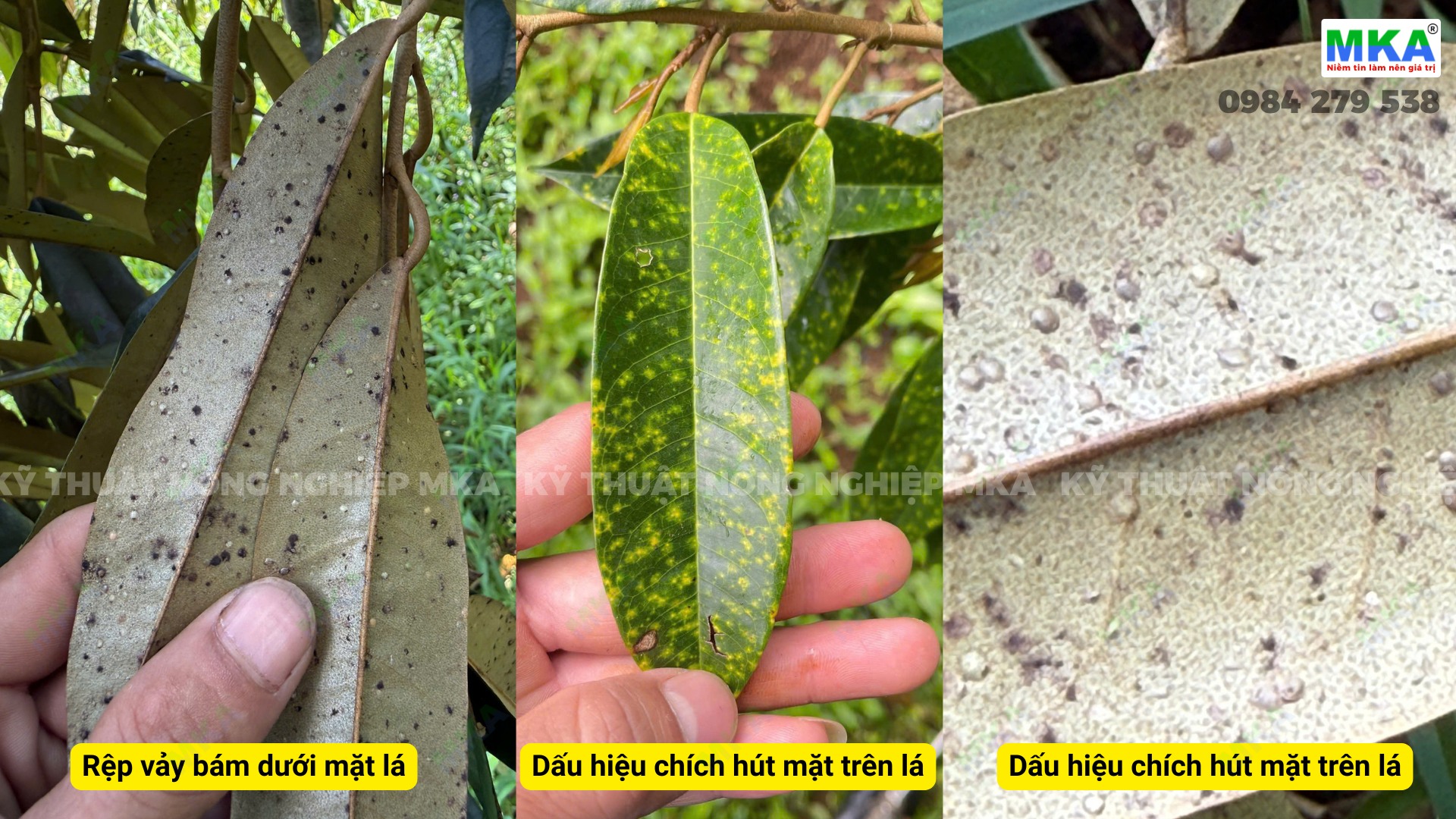 Dấu hiệu nhận biết rệp vảy sầu riêng