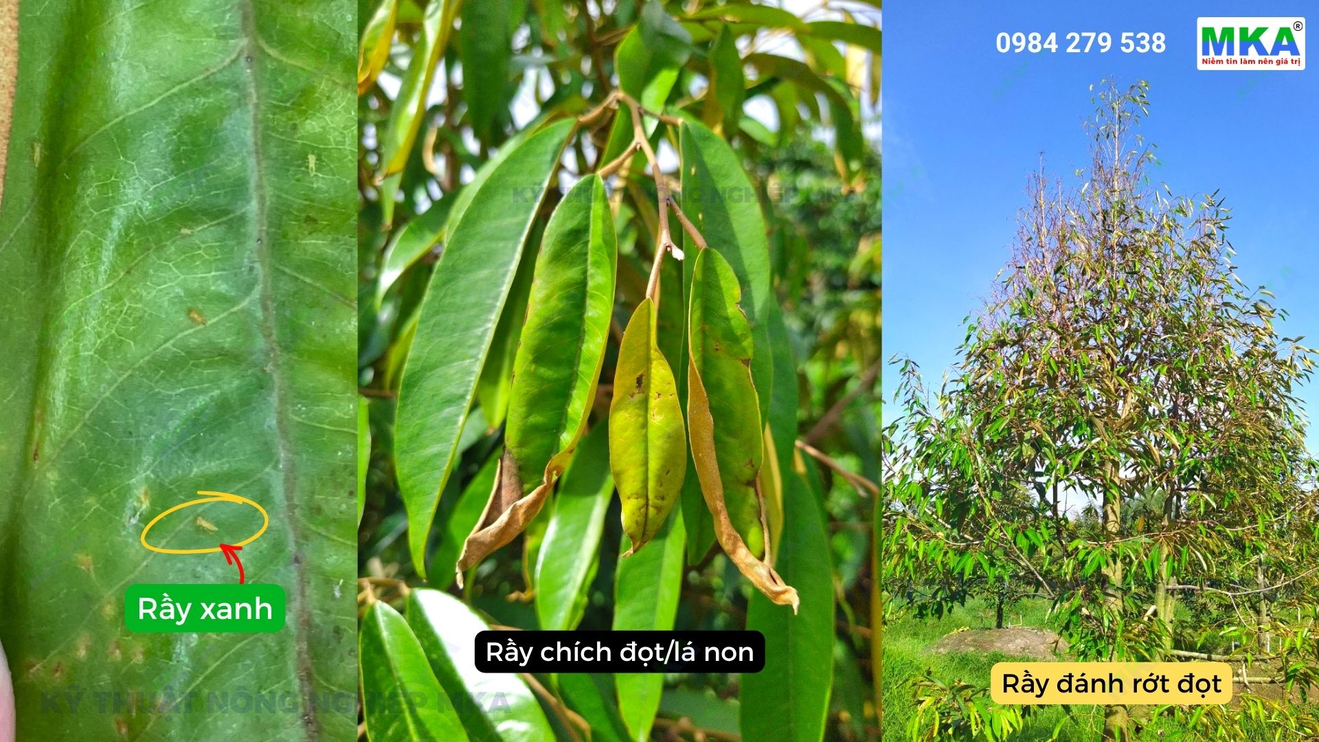 Rầy xanh chích lá non làm rụng lá trơ ngọn