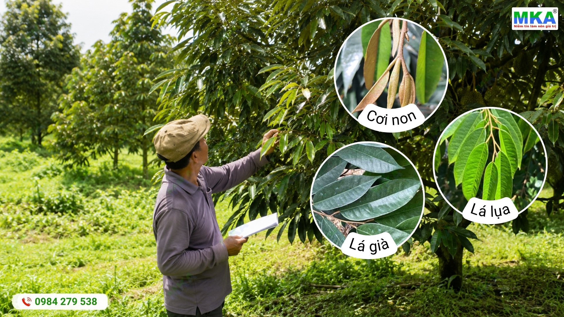 Biểu hiện của cơi sầu riêng cần chặn đọt khi lá lụa chuyển sang già