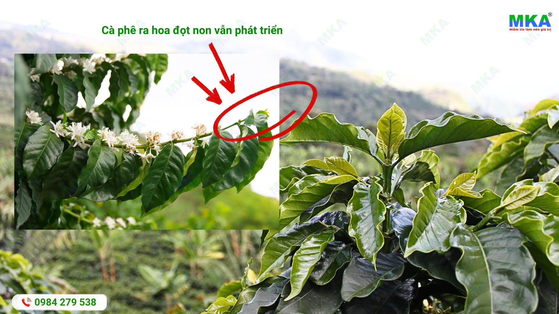 Đầu cành cà phê vẫn tiếp tục sinh trưởng trong quá trình hình thành hoa