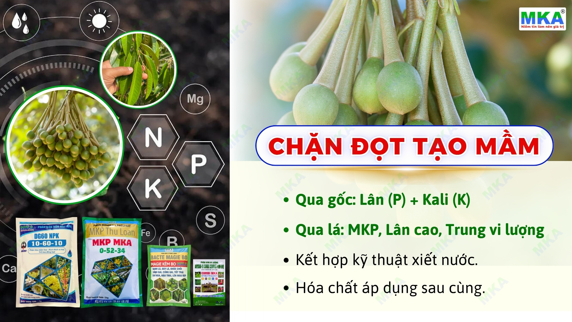Tạo mầm cần lân và chặn đọt cần kali