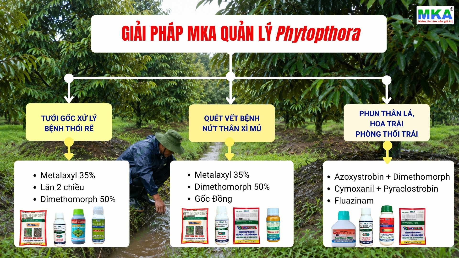 giải pháp MKA quản lý nấm Phytophthora gây bệnh thối rễ, xì mủ, thối trái