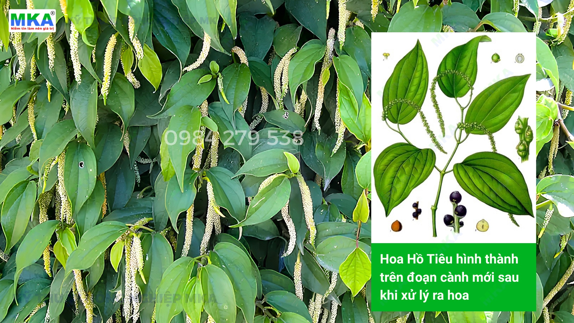 Cơi mới hồ tiêu mang theo mầm hoa
