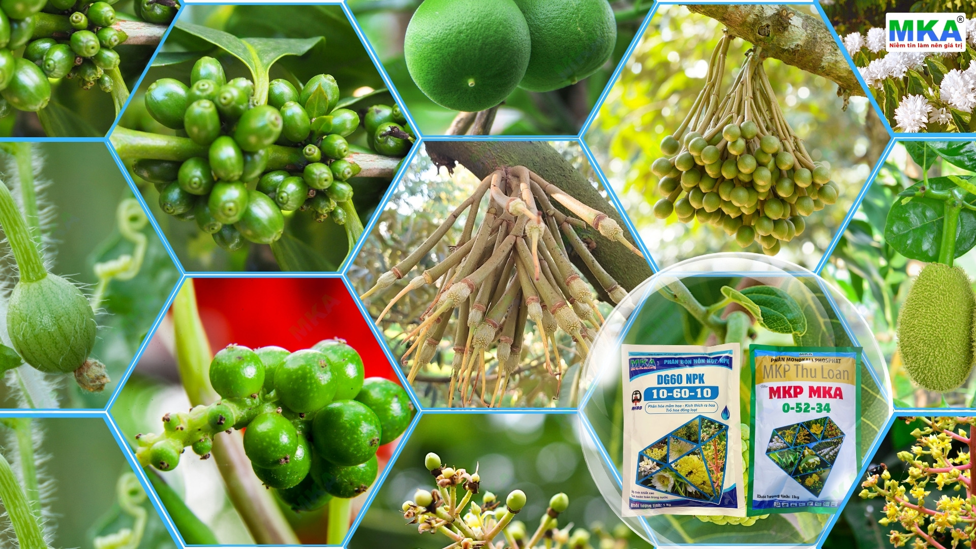 Tạo mầm cho các nhóm cây trồng