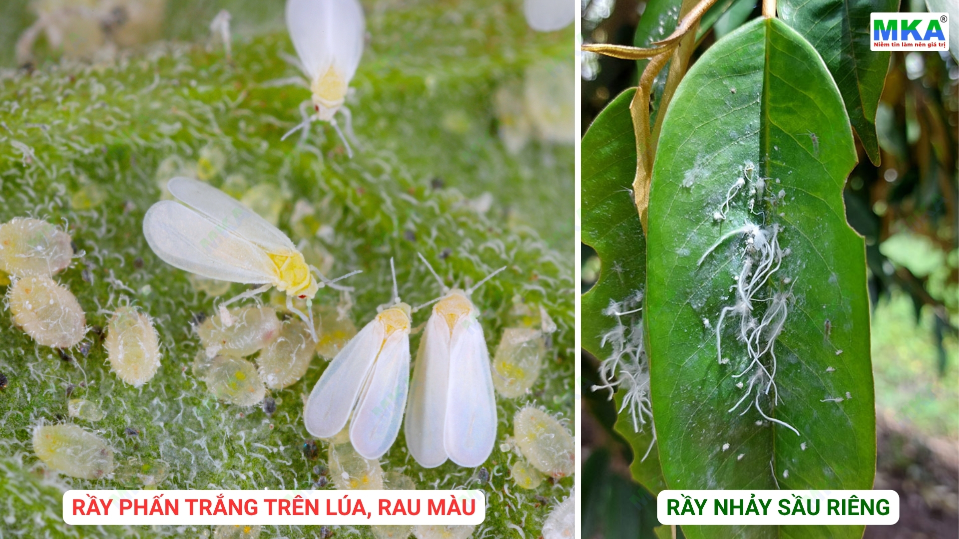 Phân biệt rầy phấn trắng trên lúa và rầy nhảy trên sầu riêng