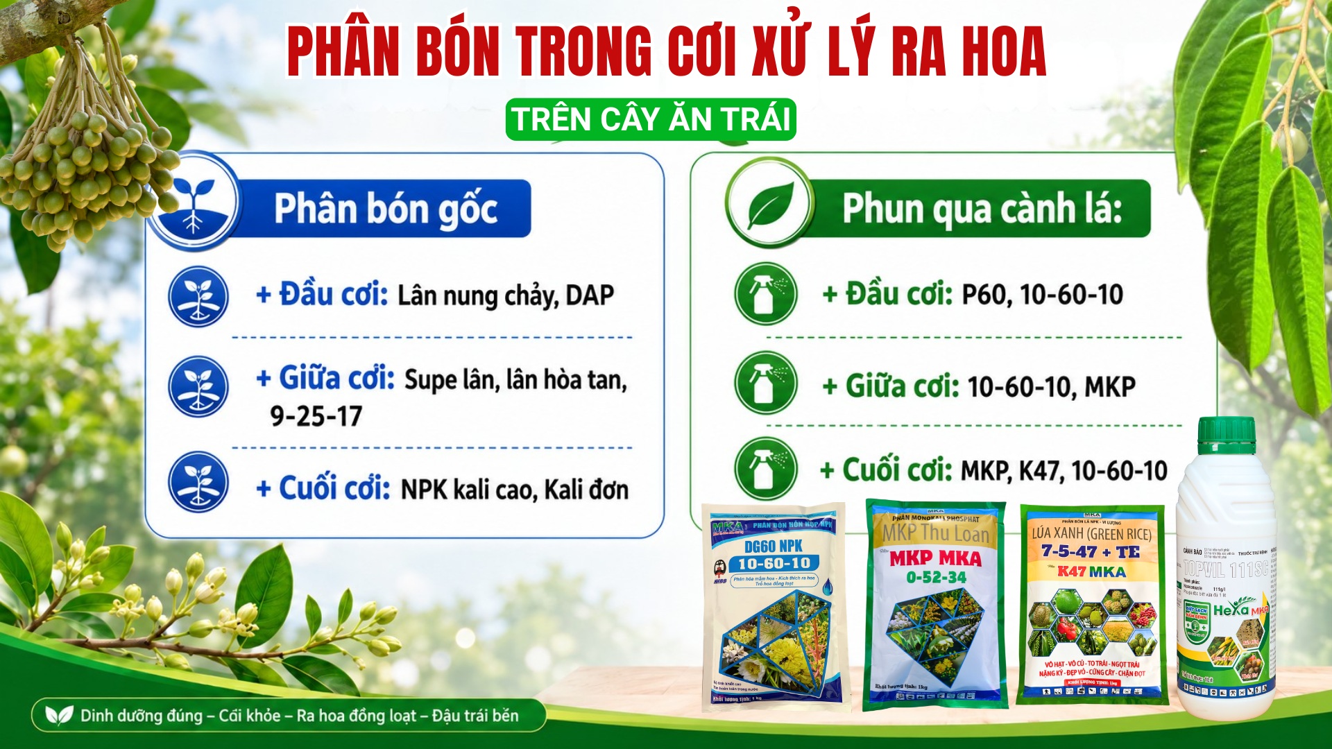 Phân bón sử dụng cho cơi xử lý ra hoa trên cây ăn trái