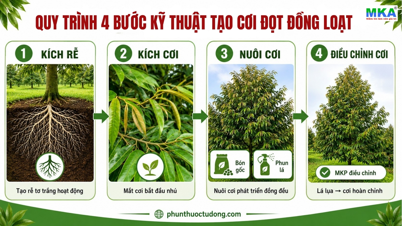 Quy trình kỹ thuật tạo cơi đọt đồng loạt từ kích rễ đến điều chỉnh cơi