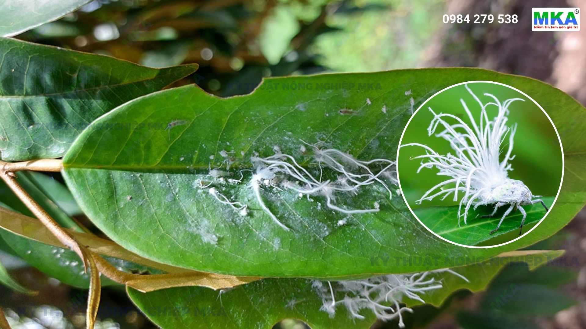rầy nhảy sầu riêng