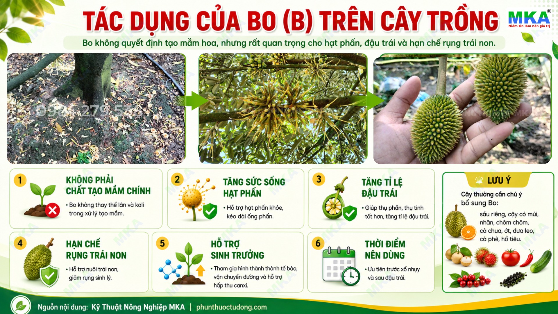 Sử dụng bo trước xổ nhụy và sau đậu trái