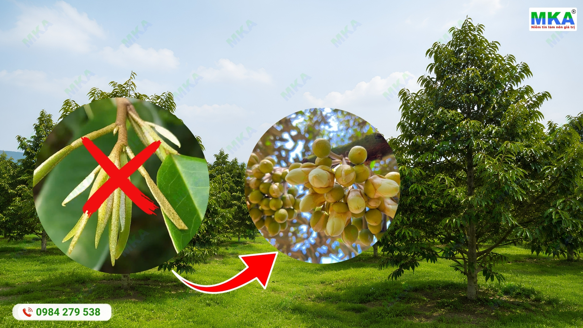 Chặn đọt để xử lý ra hoa