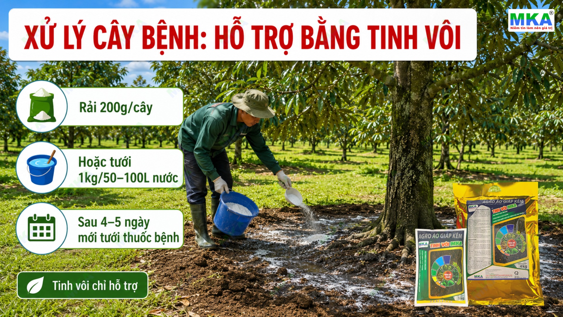 Tưới tinh vôi hỗ trợ xử lý bệnh vùng rễ